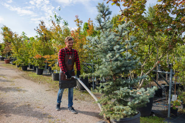 How Our Tree Care Process Works  in Bethlehem, PA